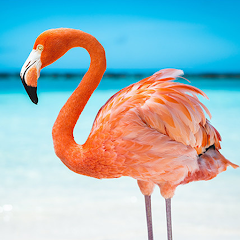 The Flamingo Mod Apk 1 1 1 Remove ads Mod speed free download: 120 42 MB The Flamingo Mod Apk 1 1 1 Remove ads Mod speed free download: 120 42 MB