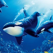 The Killer Whale Mod Apk [Unlimited money]