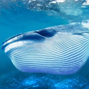 The Blue Whale Mod Apk [Remove ads][Unlimited money]