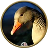 Geese Sounds
