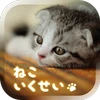 Cat Simulation Game 3D