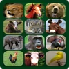 Animal Sounds