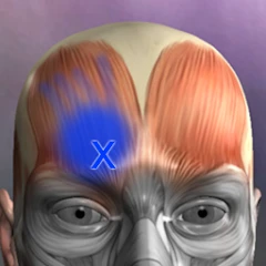 Muscle Trigger Point Anatomy Mod Apk [Paid for free]