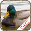Duck hunting calls Mod
