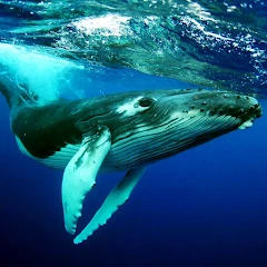 The Humpback Whales Mod Apk [Uang Tak Terbatas]