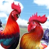 Wild Rooster Run Mod apk