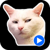 Cat Meme Animated Stickers Mod