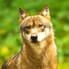 Coyote Sounds & Calls Icon