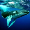 The Humpback Whales Mod Apk [Unlimited money]