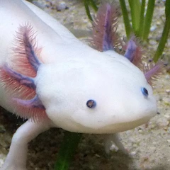 Axolotl Pet Mod Apk [Remove ads][Mod speed]