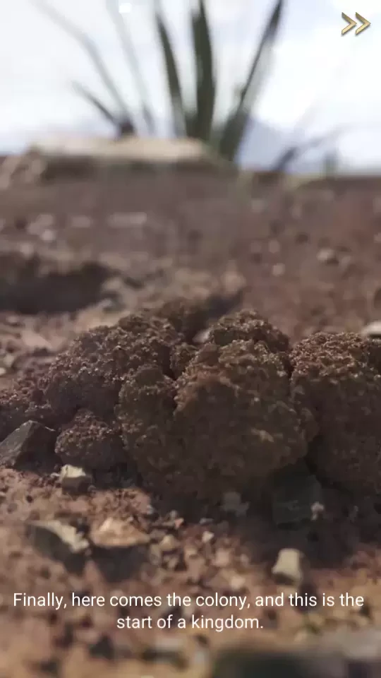 The Ants: Underground Kingdom