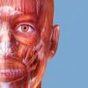 Muscles & Kinesiology Mod Apk [Paid for free][Free purchase][Unlocked][Premium]