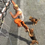 Prisoner Escape - Police Dog icon