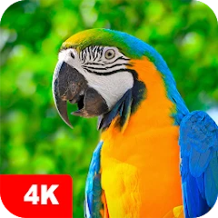 Parrot Wallpapers 4K Mod apk