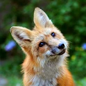 Animal Wallpapers Mod Apk [Remove ads][Mod speed]