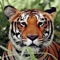 Tiger Wallpapers Mod Apk [Free purchase][Mod speed]