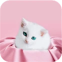 Cute Kitten Wallpapers Mod Apk [Remove ads][Mod speed]