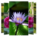 Water Lilies Flower Wallpapers Mod Apk [Remove ads][Mod speed]