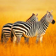 The Zebra Mod Apk [Remove ads][Unlimited money]
