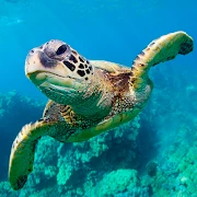 The Turtle Mod Apk [Unlimited money]