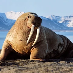 The Walrus Mod Apk [Infinite]