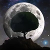 3D Moon Tree Mod Apk [Unlocked][Premium]