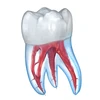 Dental 3D Illustrations Mod Apk [Subscribed]