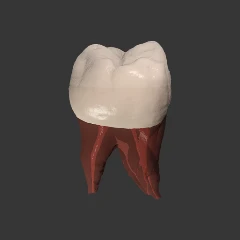 Real Tooth Morphology Mod Apk [Paid for free][Free purchase]