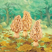 Morels Mod Apk [Gratis]