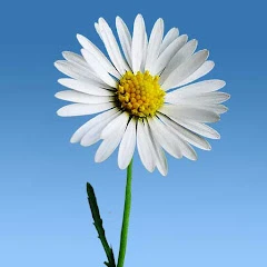 Lovely Daisies Live Wallpaper Mod apk