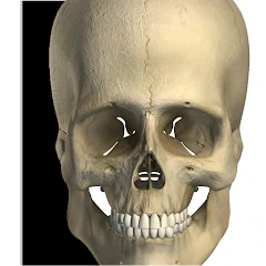 Visual Bones Mod Apk [Paid for free][Free purchase]
