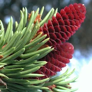 iForest - Trees and shrubs Mod Apk [Paid for free][Free purchase]