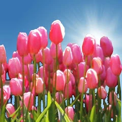 Tulip Field Live Wallpaper Mod apk