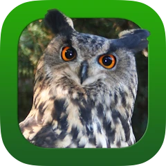 Heintges Jagdprüfung 2026 Mod apk
