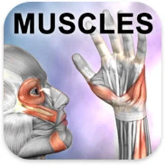 Learn Muscles: Anatomy Mod Apk [Unlocked]