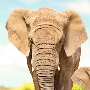 Animal flashcard & sounds Mod Apk [Remove ads][Mod speed]