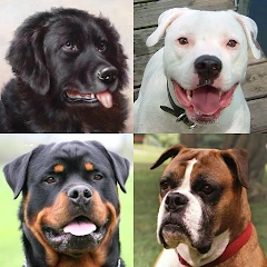 Dogs Quiz - Guess All Breeds! Mod Apk [Remove ads][Mod speed]