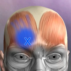 Muscle Trigger Point Anatomy Mod Apk [Paid for free]