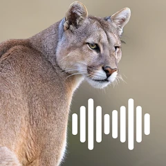 Cougar Hunting Calls Mod Apk [Mod speed]
