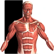 Visual Anatomy Mod Apk [Paid for free][Free purchase]