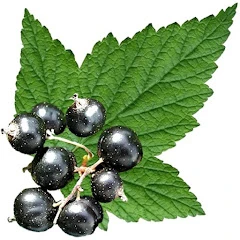 Edible Plant Guide Mod Apk [Paid for free][Free purchase]