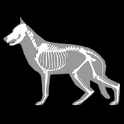 3D Dog Anatomy Mod Apk [Paid for free][Free purchase]