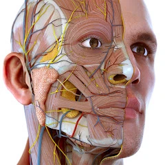 Visual Anatomy 3D - Human body Mod Apk [Paid for free][Unlocked][Pro]