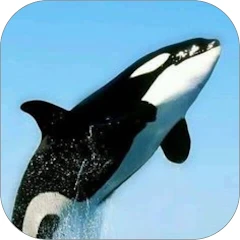 Whale Orca WalL Mod Apk [Remove ads][Mod speed]