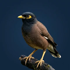 Myna bird Sounds Mod Apk [Remove ads][Mod speed]