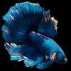 Betta Fish Mod Apk [Unlocked]