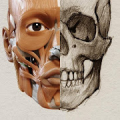 3D Анатомия для художников | P Mod