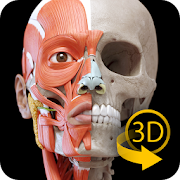 Muscular System - 3D Anatomy Mod