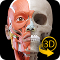 Sistema Muscular - Anatomia 3D Mod