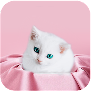 Cute Kitten Wallpapers Mod Apk